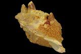 Crocodile Jaw Section - Composite Tooth #110480-3